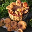 Медики рассказали, кому полезно есть грибы Медики рассказали, кому полезно есть грибы